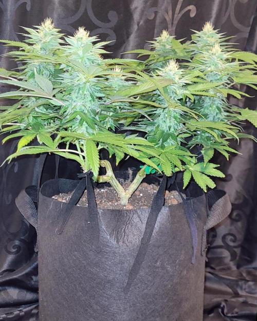 Rhea - Demon In Your Dreams. Week 18