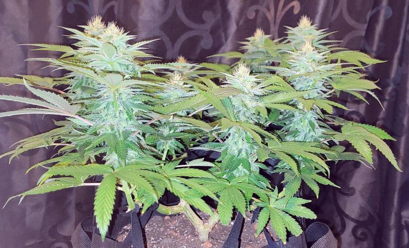 Rhea - Demon In Your Dreams. Week 18