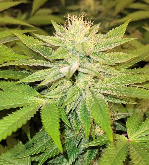 Rhea - Demon In Your Dreams. Week 18