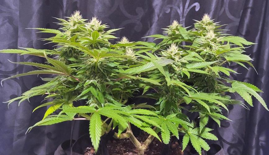 Rhea - Demon In Your Dreams. Week 18