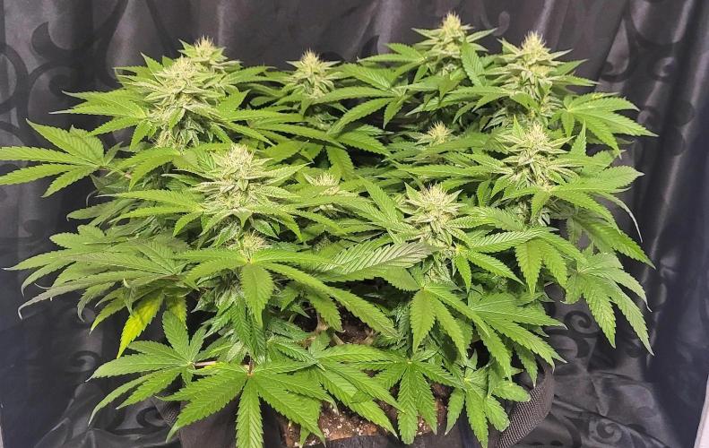 Rhea - Demon In Your Dreams. Week 18