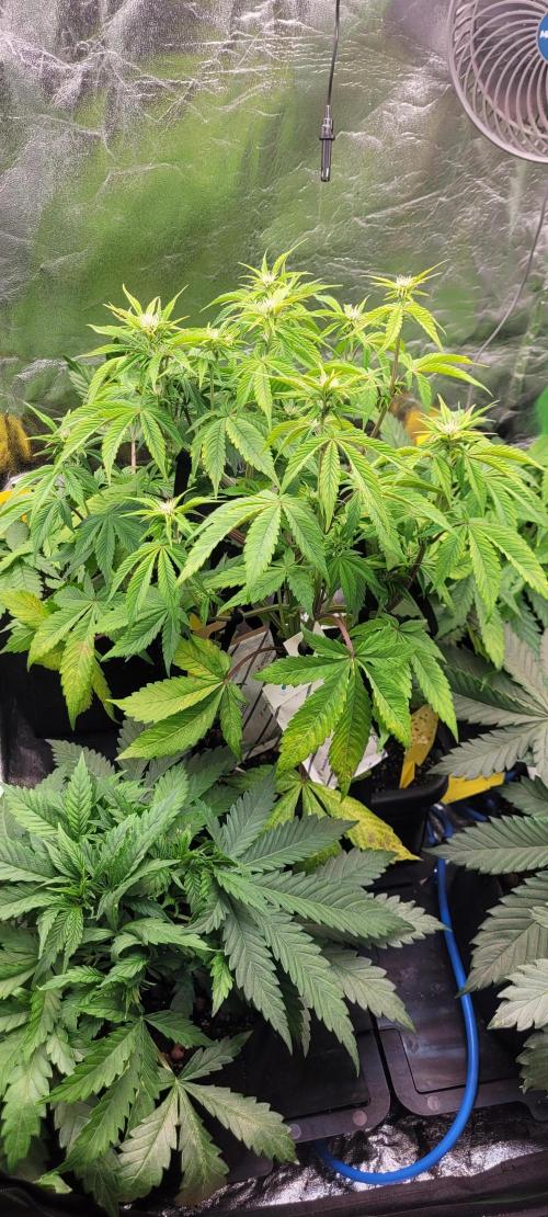 Holy Cow - Cred Jungle Punch. Week 6