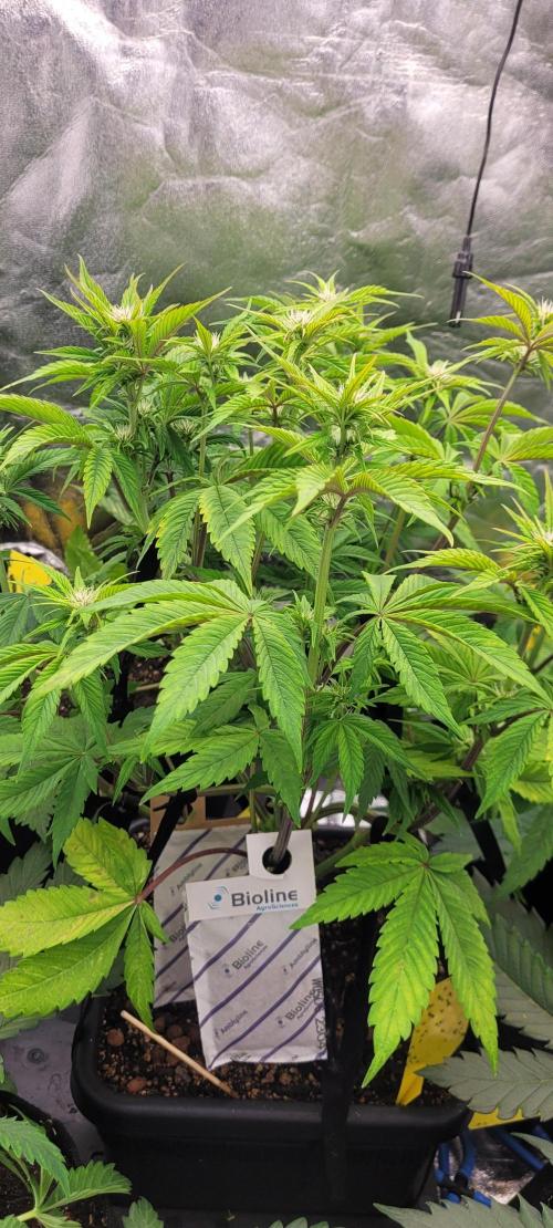 Holy Cow - Cred Jungle Punch. Week 6 - Light defoliation