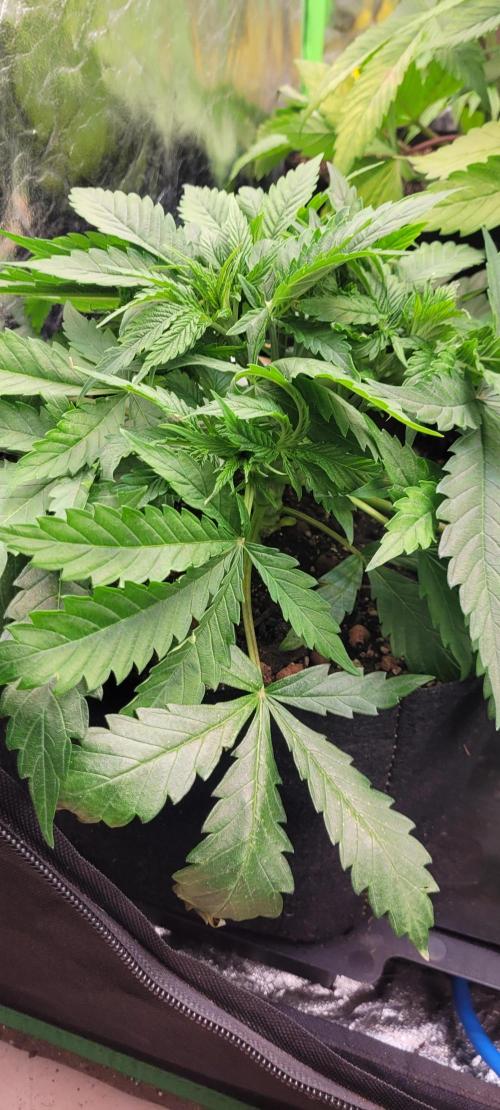 LEXX: Into the Dark Zone. Week 5 - Lexx (fl)