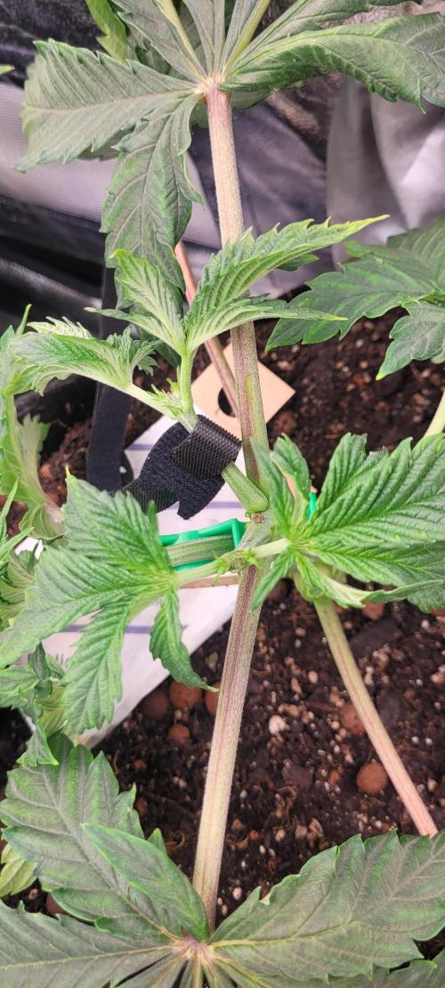 LEXX: Into the Dark Zone. Week 5 - Kai (fr) - training