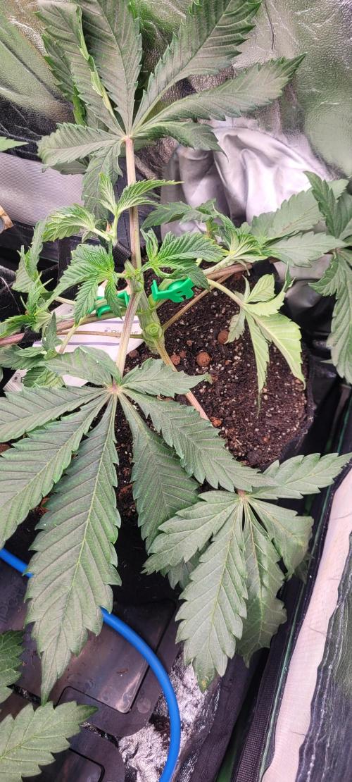 LEXX: Into the Dark Zone. Week 5 - Kai (fr) - training