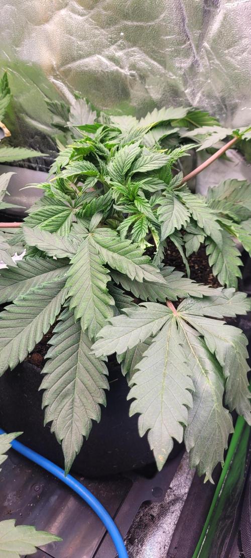 LEXX: Into the Dark Zone. Week 5 - Kai (fr)