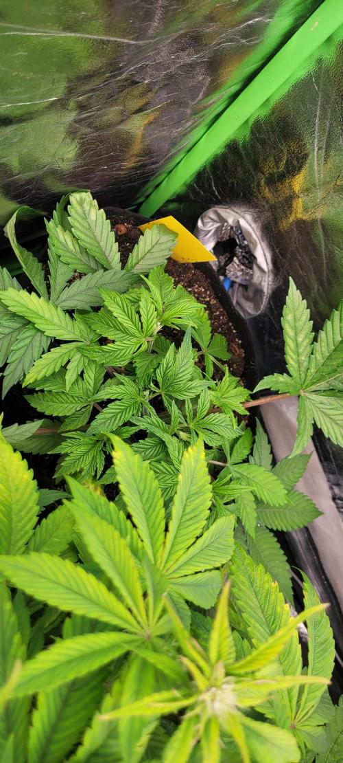 LEXX: Into the Dark Zone. Week 5 - Stan (bl)