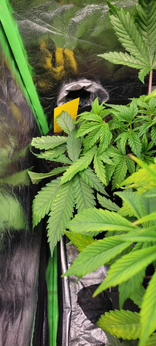 LEXX: Into the Dark Zone. Week 5 - Stan (bl)