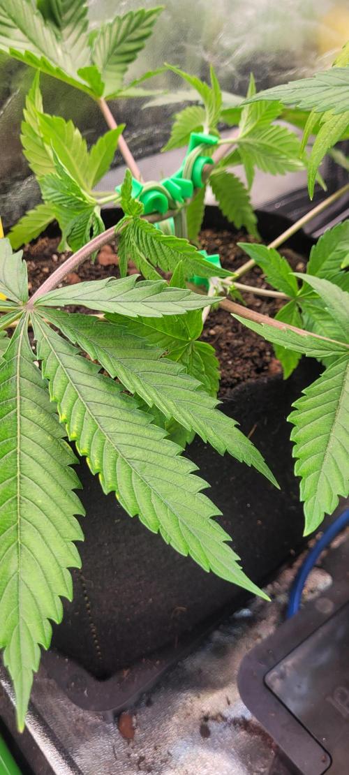 LEXX: Into the Dark Zone. Week 5 - Stan (bl) - training