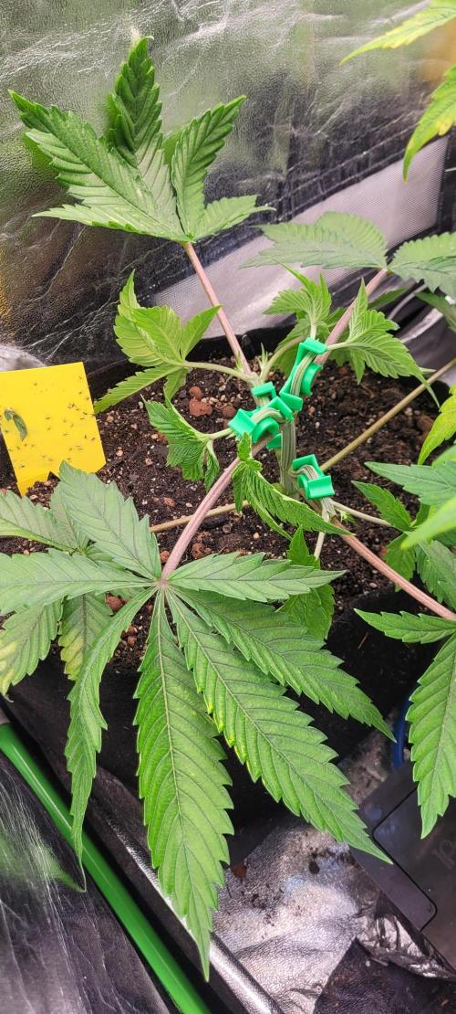 LEXX: Into the Dark Zone. Week 5 - Stan (bl) - training