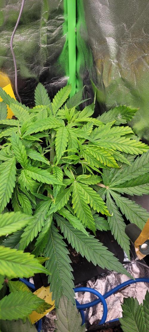 LEXX: Into the Dark Zone. Week 5 - Zev (br)