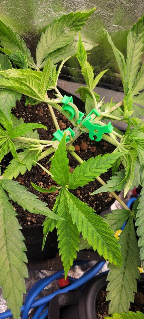 LEXX: Into the Dark Zone. Week 5 - Zev (br) - training