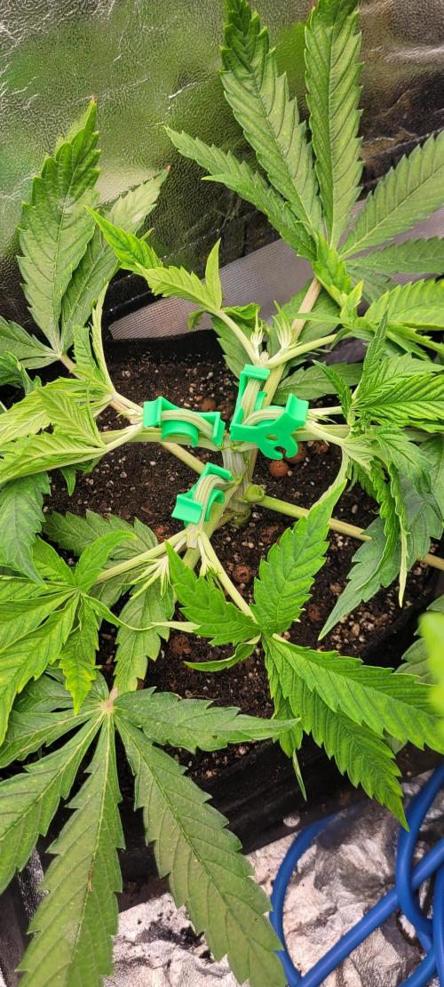 LEXX: Into the Dark Zone. Week 5 - Zev (br) - training