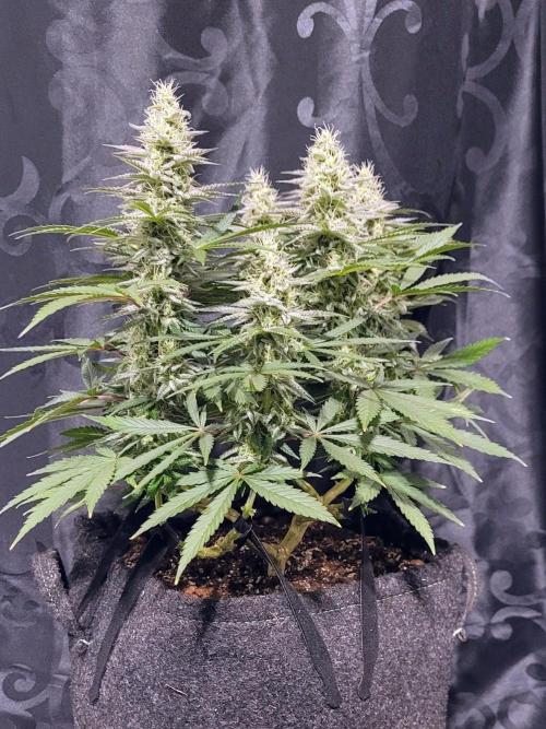 Hachibi visits Midorihagakure. Week 19