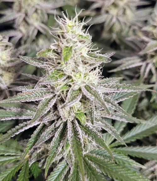 Hachibi visits Midorihagakure. Week 19