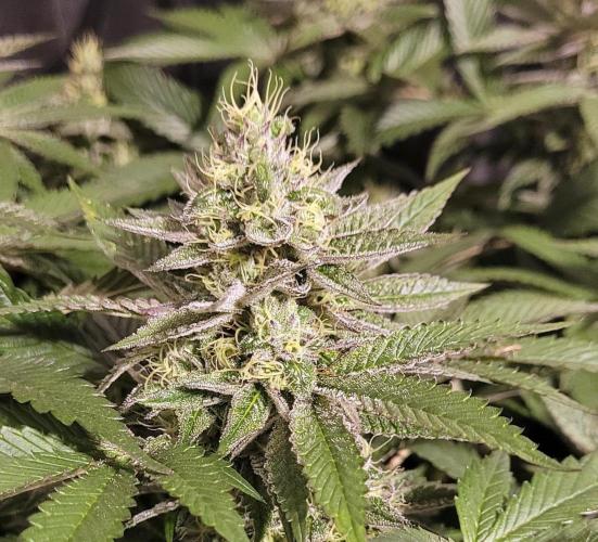 Rhea - Demon In Your Dreams. Week 19