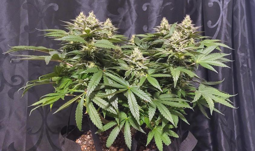 Rhea - Demon In Your Dreams. Week 19