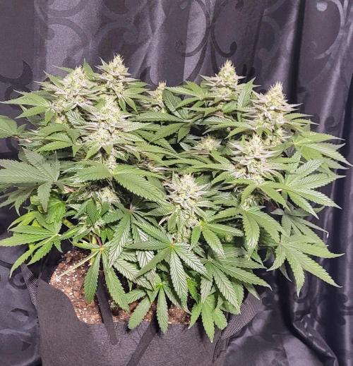 Rhea - Demon In Your Dreams. Week 19