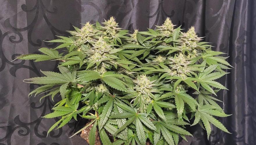 Rhea - Demon In Your Dreams. Week 19