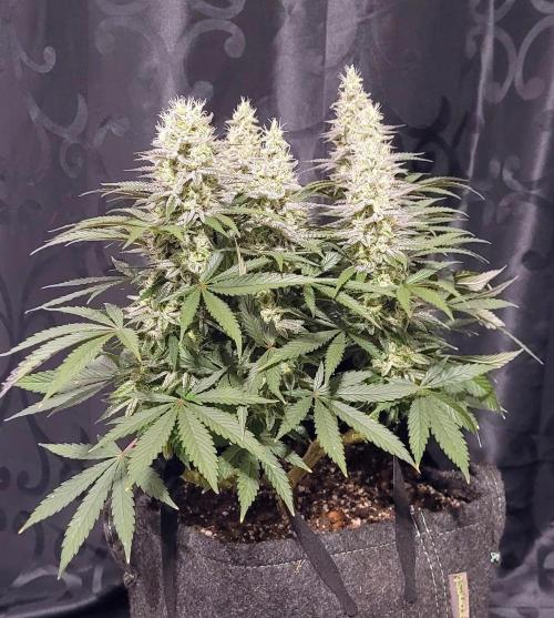 Hachibi visits Midorihagakure. Week 20