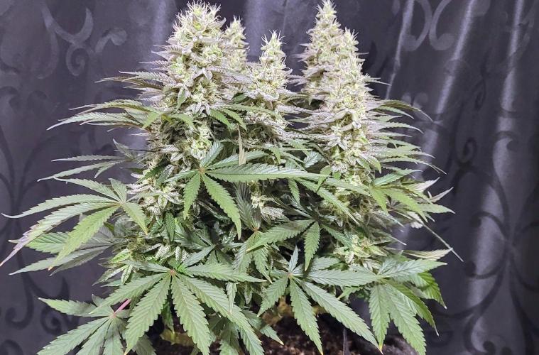 Hachibi visits Midorihagakure. Week 20