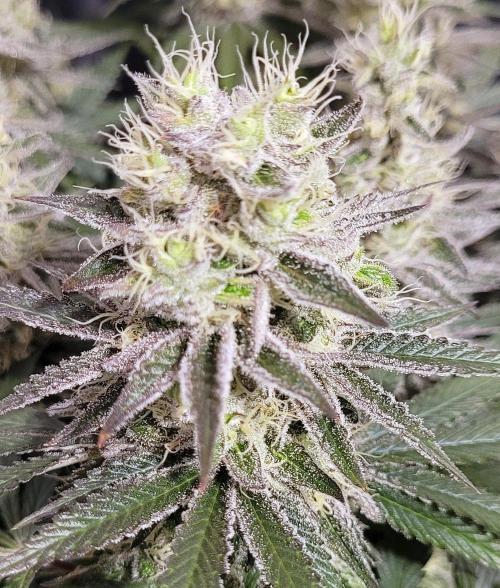 Hachibi visits Midorihagakure. Week 20