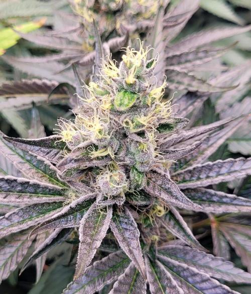 Rhea - Demon In Your Dreams. Week 20