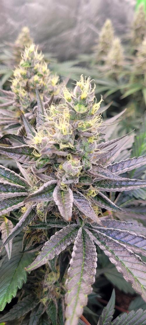 Rhea - Demon In Your Dreams. Week 20