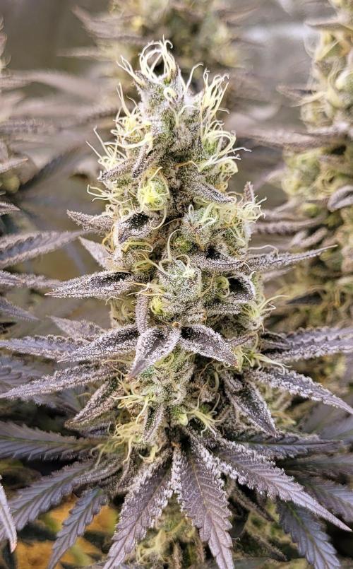 Hachibi visits Midorihagakure. Week 21