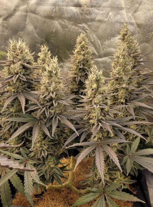 Hachibi visits Midorihagakure. Week 21