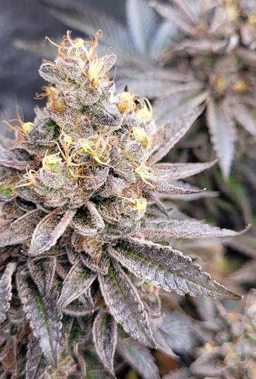 Rhea - Demon In Your Dreams. Week 21