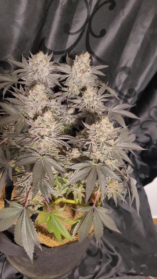 Rhea - Demon In Your Dreams