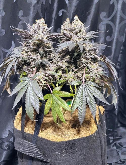 Rhea - Demon In Your Dreams. Week 22