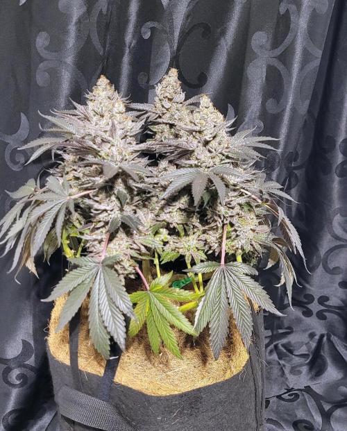 Rhea - Demon In Your Dreams. Week 22