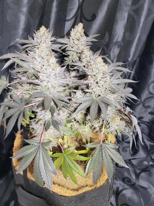 Rhea - Demon In Your Dreams. Week 22