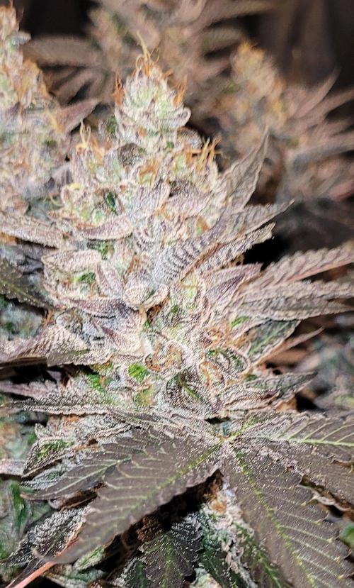 Rhea - Demon In Your Dreams. Week 22