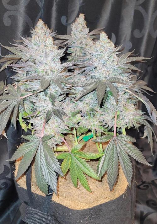 Rhea - Demon In Your Dreams. Week 22