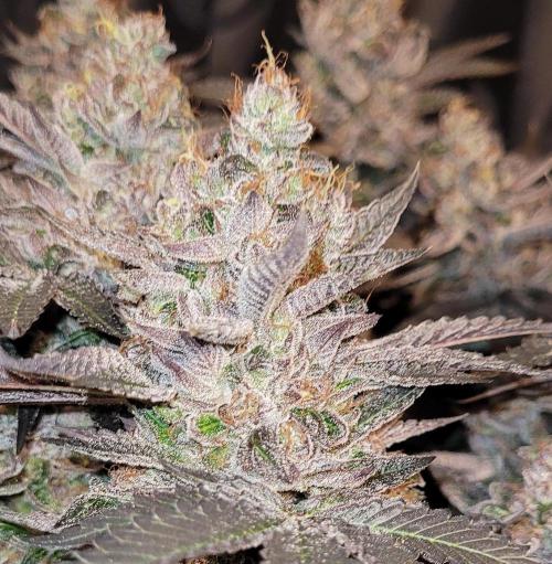 Rhea - Demon In Your Dreams. Week 22