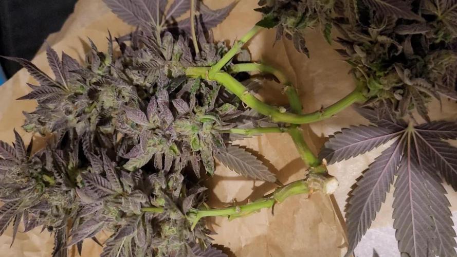 Rhea - Demon In Your Dreams