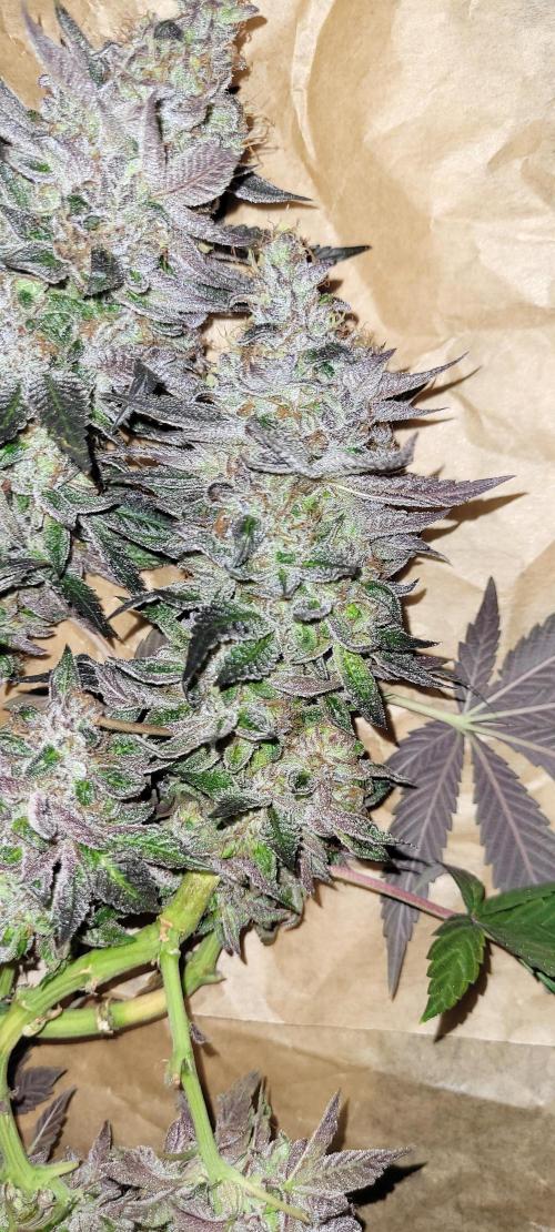 Rhea - Demon In Your Dreams. Week 22