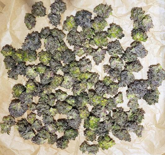 Rhea - Demon In Your Dreams. Week 22