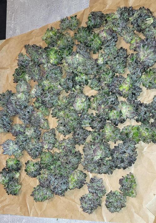 Rhea - Demon In Your Dreams. Week 22