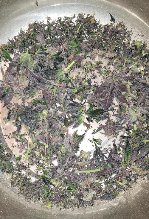 Rhea - Demon In Your Dreams. Week 22