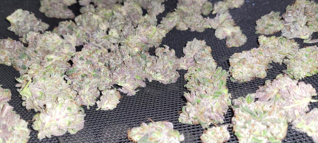 Rhea - Demon In Your Dreams. Week 22