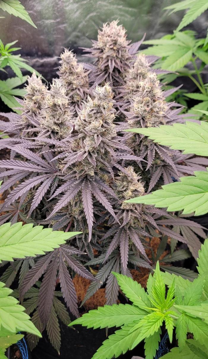 Hachibi visits Midorihagakure. Week 22