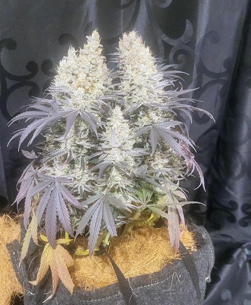 Hachibi visits Midorihagakure. Week 23