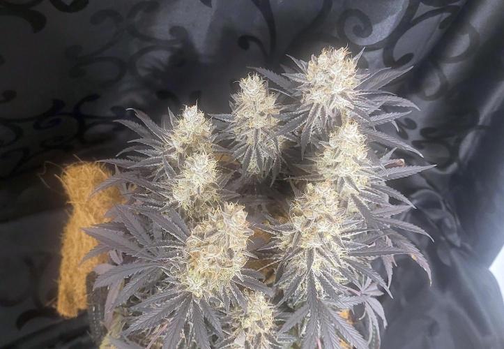 Hachibi visits Midorihagakure. Week 23