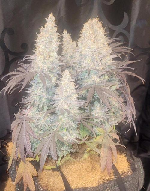 Hachibi visits Midorihagakure. Week 23