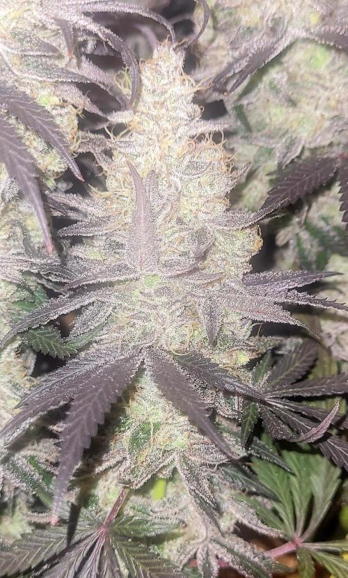 Hachibi visits Midorihagakure. Week 23